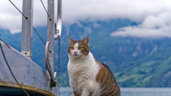 Забравената история на котките във флота