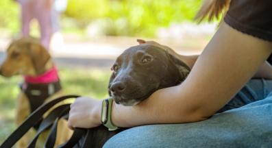 куче човек обич