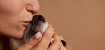 5 начина да заздравите връзката с кучето си