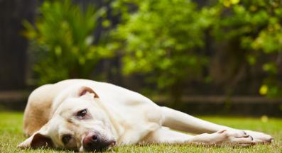 куче летаргично