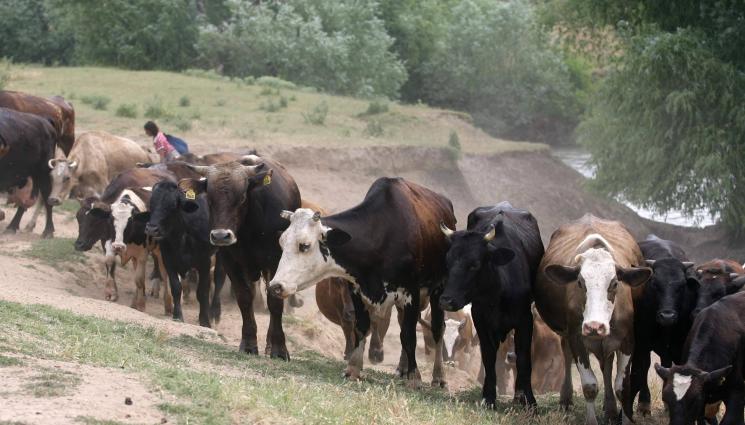 крави - Агро Телеграф: Министерство на земеделието и храните: Фермерите имат право да влизат в Натура 2000