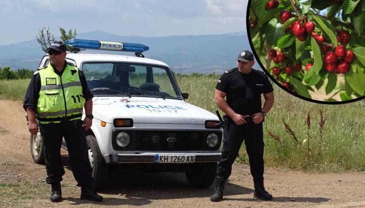 череши полиция - Полицаи бранят черешите в Кюстендилско!