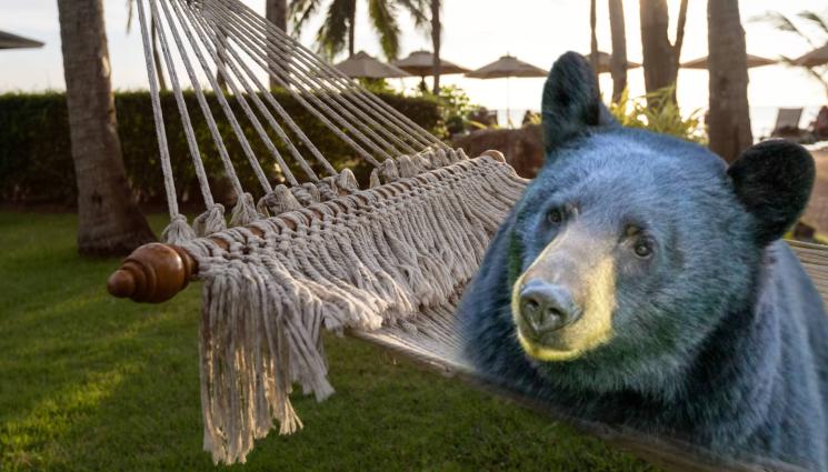 мечка - И ТЯ ДУША НОСИ: Мечка си полегна в хамак (ВИДЕО)