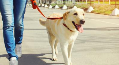 куче лапи лято