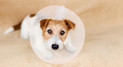 куче кастрация