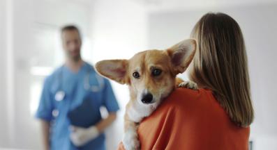 куче кастрация