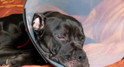 куче кастрация