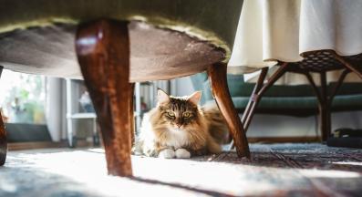 домашна котка