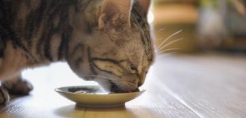 10 съвета за хранене на придирчиви котки