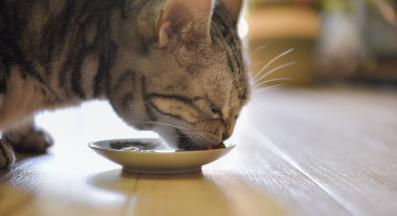 котка се храни