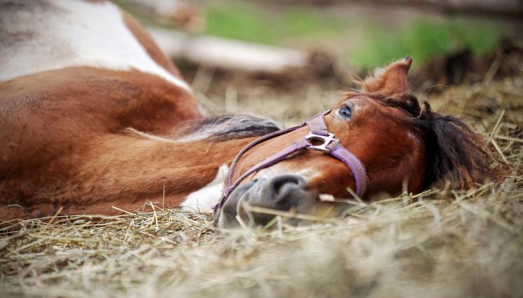 кон - БРУТАЛНА ЖЕСТОКОСТ: Гръмнаха десетки коне!