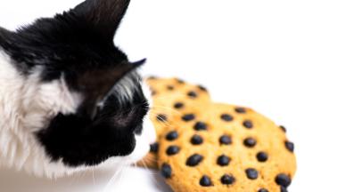 котка и шоколад