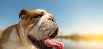 10 породи кучета, които трудно понасят летните горещини