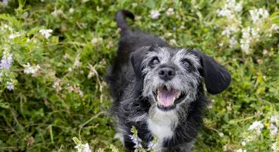 възрастно куче