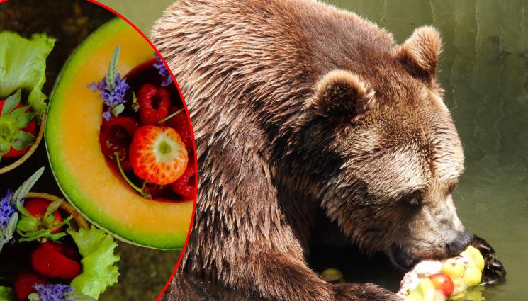 зоопарк - ЗА РАЗХЛАЖДАНЕ В ЖЕГАТА: Пускат изкуствен дъжд на животните