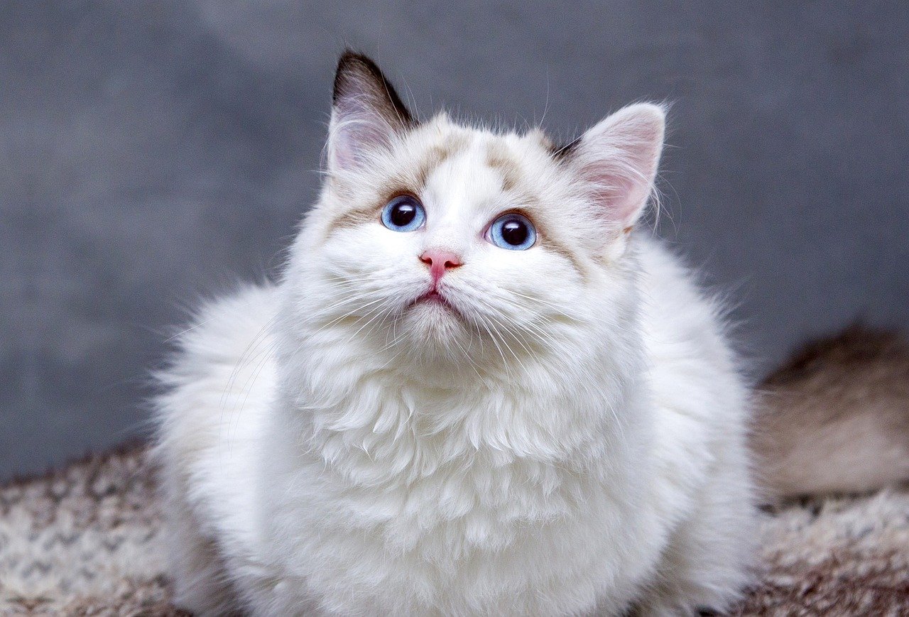 котки