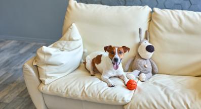 Джак Ръсел териер