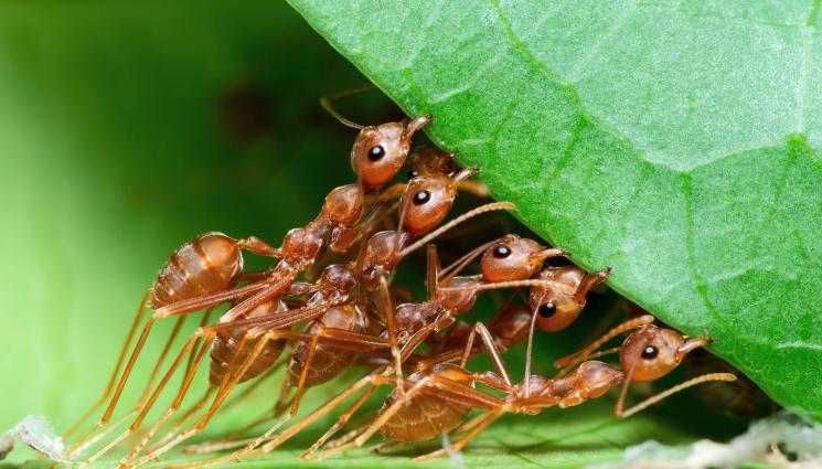 мравки - Климатикът не пази от глобалното затопляне! За природата и ние сме мравки