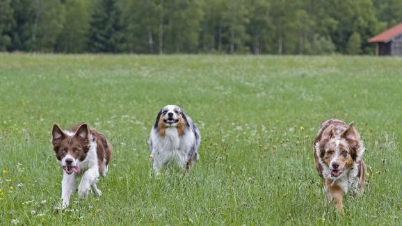 7 от най-енергичните и одухотворени породи кучета