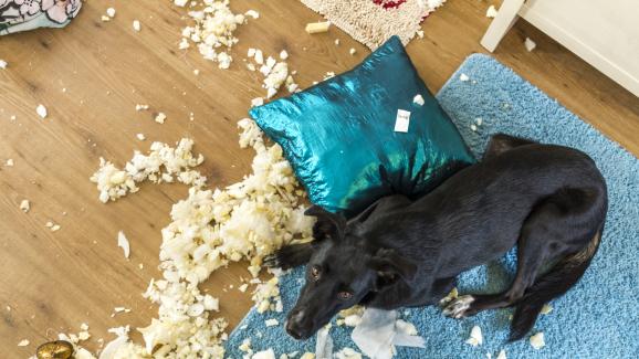 Как да спрете кучето си да дъвче мебелите ви