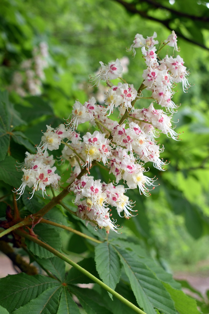 Кестенов цвят