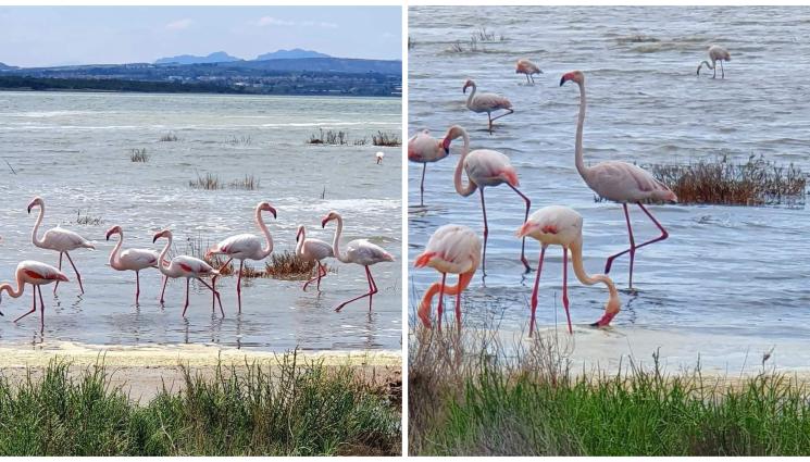 фламинго - Розово фламинго превзе Варна!