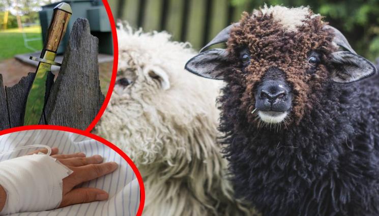 овни - ПУСНАХА СИ КРЪВ: За Курбан Байрям 16 000 души ранени! (СНИМКИ)