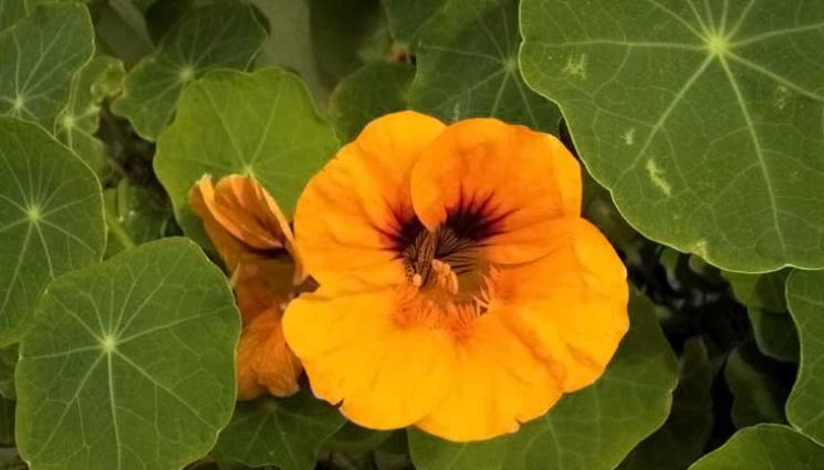 латинка - Агро Телеграф: Латинката пази зеле и домати от белокрилка