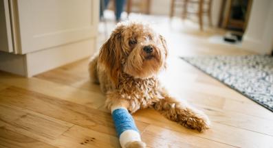 куче нараняване