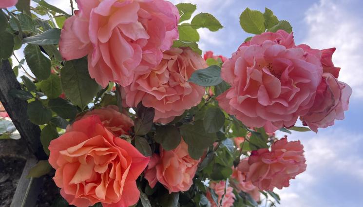 роза - По случай 140-годишнината: Изкъпаха с българска роза Съединението!