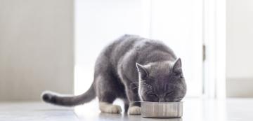 Какви може да са възможните причини котка да отказва да се храни?
