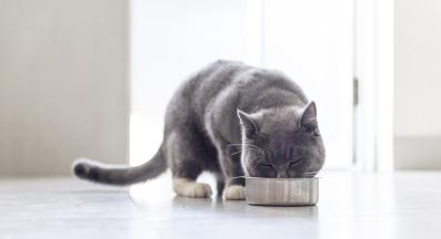 котка се храни