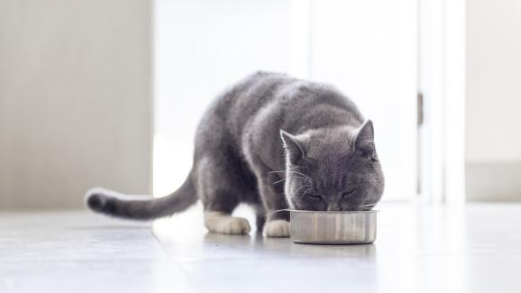 Какви може да са възможните причини котка да отказва да се храни?