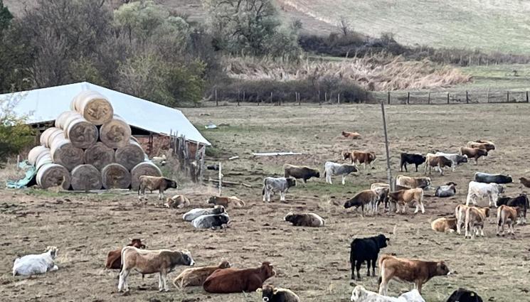 крави - Агро Телеграф: Почиствайте пасищата, пазете животните от отровни растения