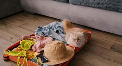 котка у дома