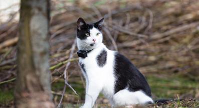 котка навън