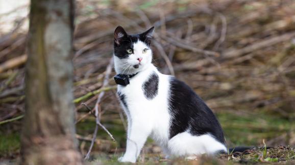 5 причини да използвате GPS проследяване за вашата котка