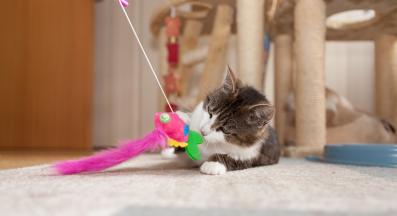 котка с играчки