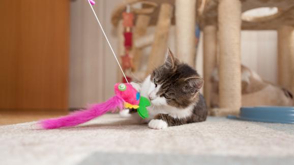 Най-добрите котешки играчки за вашата котка и тези, които трябва да избягвате!
