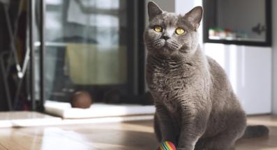 домашна котка