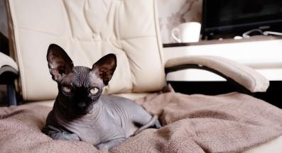 домашна котка