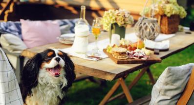 козе сирене