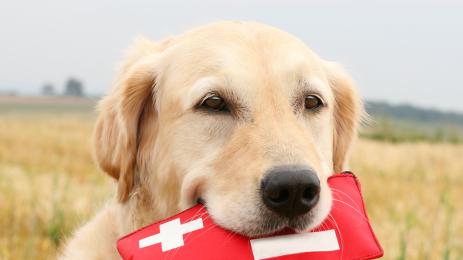 куче спасител