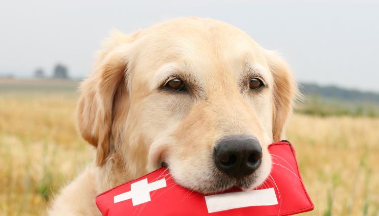 куче спасител - Спасиха бебета чакали, помислили ги за кученца (СНИМКИ)