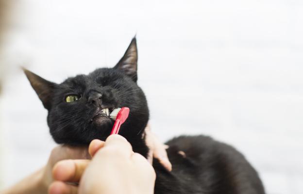 почистване на зъби на котка