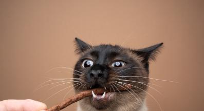 почистване на зъби на котка