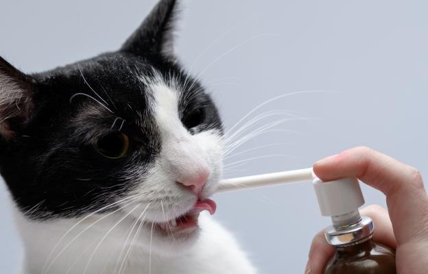 почистване на зъби на котка