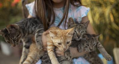 домашни котки