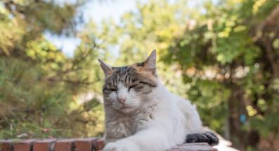 домашна котка