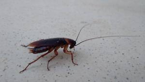 Летящи хлебарки атакуват Гърция